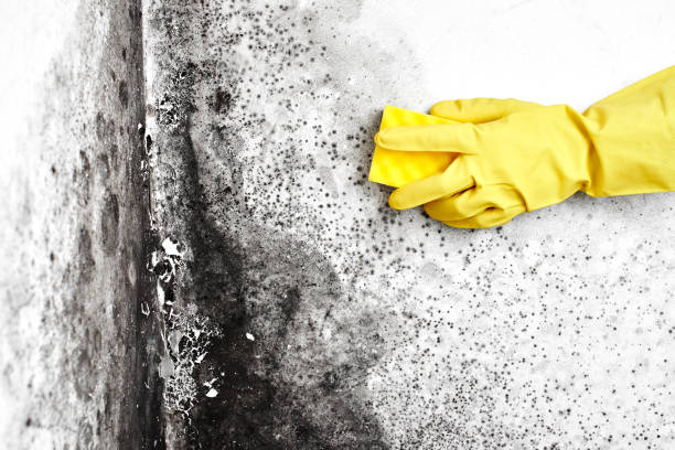 Best Residential Mold Remediation in Jackson, GA