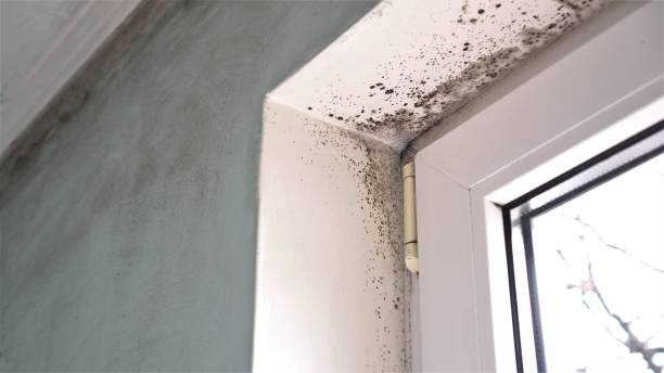 Best DIY Mold Remediation Support Services in Jackson, GA