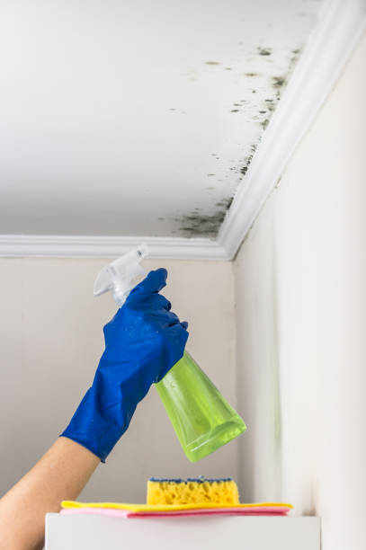 Best Industrial Mold Remediation in Jackson, GA